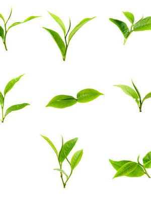 茶叶产量全国排名前十名_全国茶叶产量排名前十的省份- 茶文化网