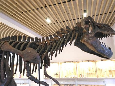 全球最著名霸王龙化石拍出3180万美元，引古生物学家担忧_凤凰网科技_凤凰网