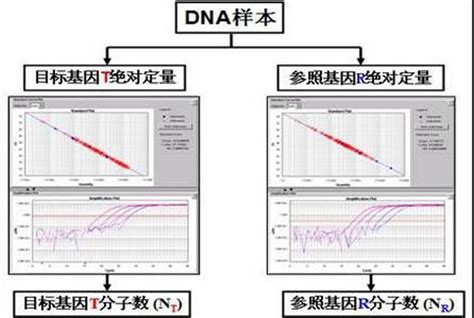 人5S核糖体DNA拷贝数检测试剂盒及检测方法与流程
