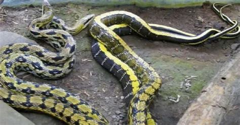中国最大一条蛇多大 长8米的蛇(缅甸蟒重达91公斤)— 爱才妹生活