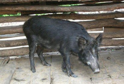 一只小黑猪高清图片下载-正版图片600153090-摄图网