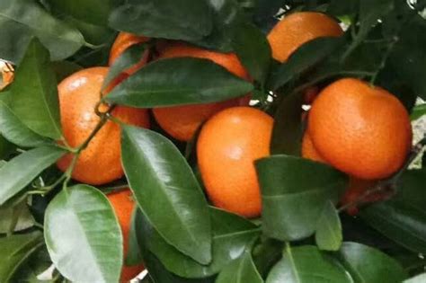 柑橘-浙江省树种-图片