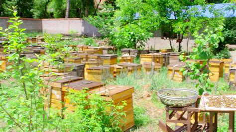 蜂场展示_吉林市吉蜜源蜂业有限公司
