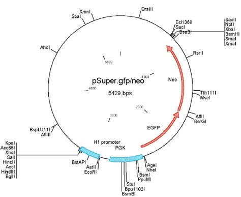 pSUPER.neo+GFP 哺乳细胞RNAi载体 shRNA H1启动子 - shRNA质粒 - 其他质粒 - 产品展示 - 上海海吉浩格 ...