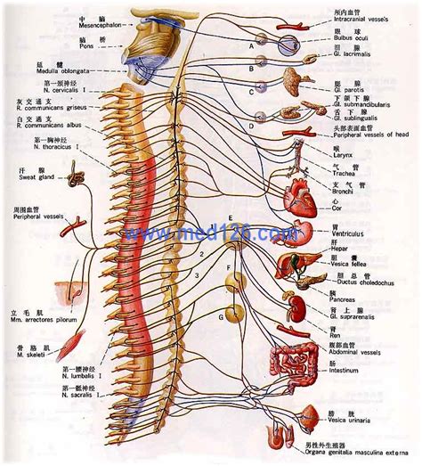 人体神经分布图图片