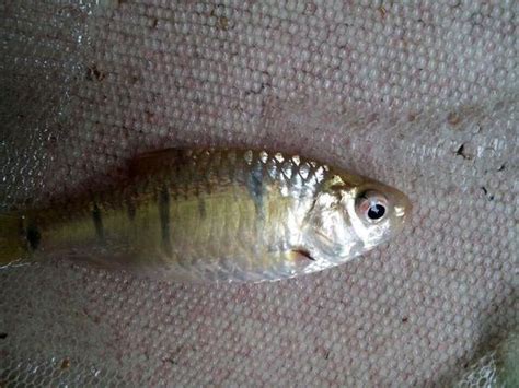 鱼塘里面的这种野生鱼叫什么名字？能不能吃？