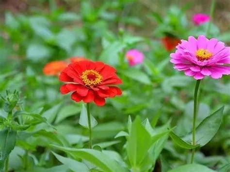 百日菊种子是月份播种几月份开花-花事百科-江苏长景园林