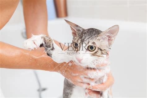 如何正确的给猫咪洗澡 - 知乎
