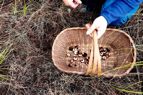 春季雨后天晴是蘑菇生长的时期 农村小伙上山捡蘑菇收获不错