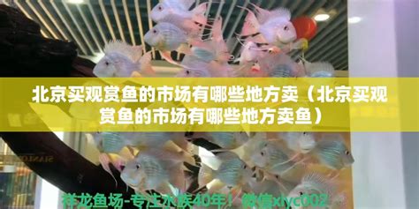 北京买观赏鱼的市场有哪些地方卖（北京买观赏鱼的市场有哪些地方卖鱼） - 雪龙鱼 - 广州观赏鱼批发市场