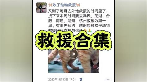 救援动物4·救援猫图片 救援动物4·救援猫图片