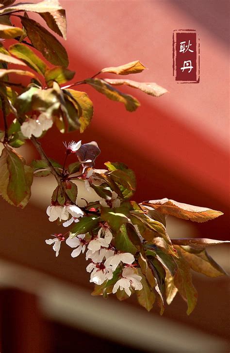 北京工业大学耿丹学院-大美耿丹——耿丹学院校园花团锦簇，从花的缤纷中体会耿丹文化的芬芳优雅。