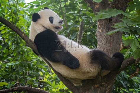 大熊猫(Ailuropoda melanoleuca)坐在树上照片摄影图片_ID:149927109-Veer图库