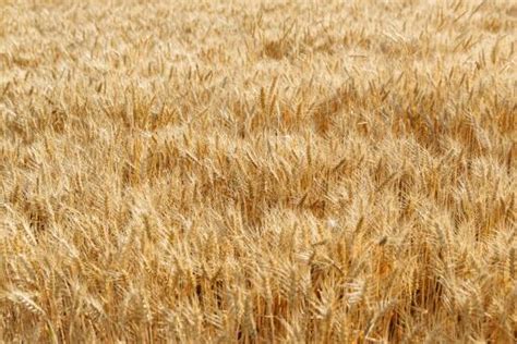 小麦因下雨发芽 农户哭诉损失惨重！小麦发芽了怎么办？ -农业快讯- 土流网