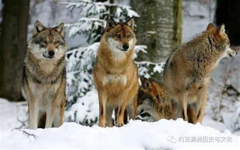 东北虎遇上西伯利亚狼群，真的只有逃跑的份吗？它们谁厉害？|狼群|东北虎|西伯利亚_新浪新闻