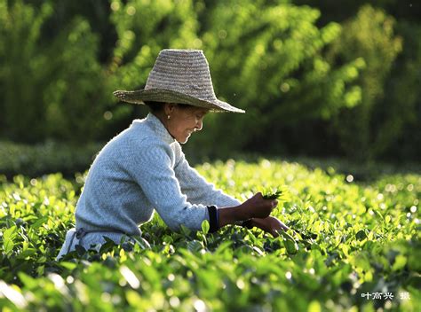 全国最大的绿茶交易市场——浙南茶叶市场开市 - 丽水之干号 - 丽水网-丽水新闻综合门户网站