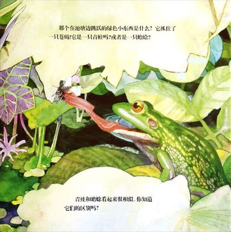 关于青蛙的经典绘本,青蛙的故事绘本,青蛙的水绘本_大山谷图库