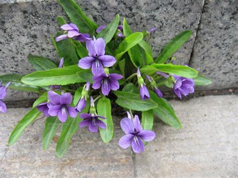 紫花地丁-神农架植物-图片