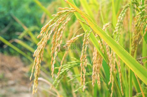 即将丰收的水稻高清图片下载-正版图片500453998-摄图网