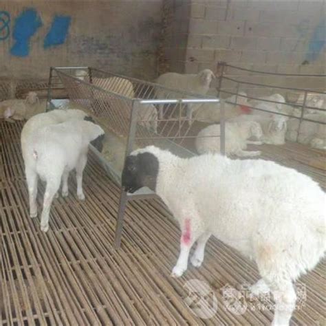 羊的价格现在市场 羊的价格现在市场-食品商务网