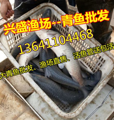 青鱼批发、北京大青鱼出售、活青鱼管送包活_青鱼价格_中国水产养殖网