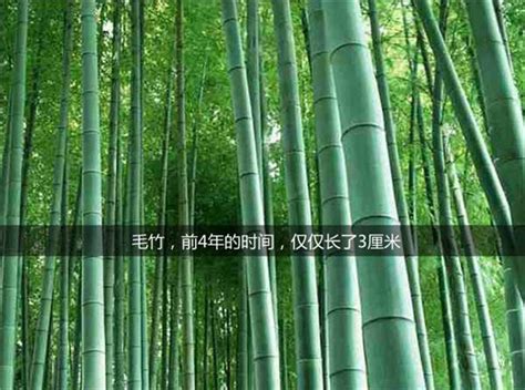 竹子的精神 —【发财农业网】