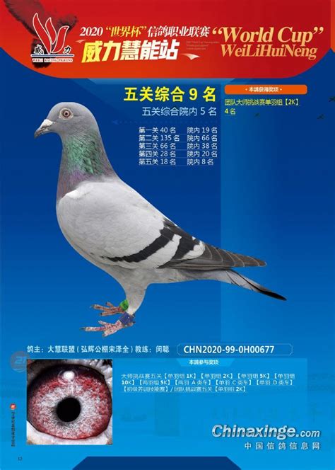 吉祥赛鸽俱乐部2020年秋季一百元特比环获奖鸽（一）--中国信鸽信息网相册