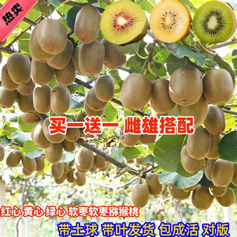 软枣猕猴桃苗售价，附种植时间 - 农敢网