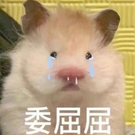 金色鼠鼠图片