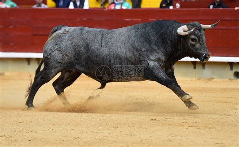 西班牙斗牛的来历，西班牙斗牛图片(2)_法库传媒网