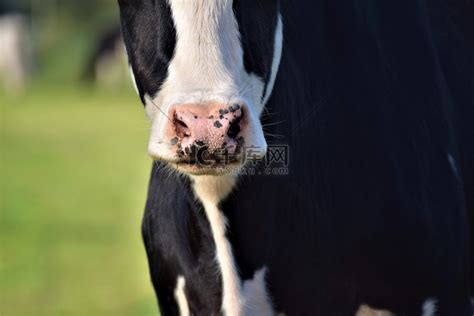 牛为什么要穿鼻子 —【发财农业网】