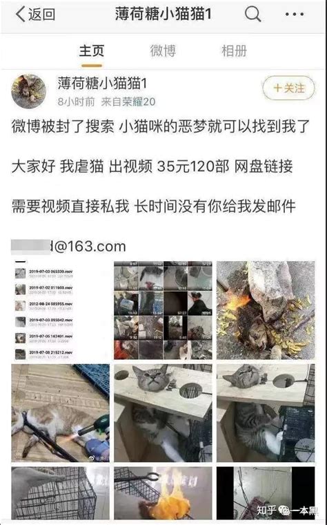 两大学生虐猫被曝光后写道歉信 - 成都 - 华西都市网新闻频道