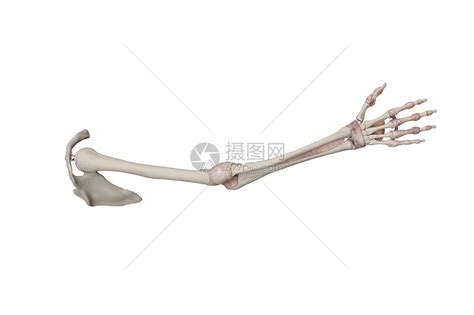 上肢骨骼解剖图图片
