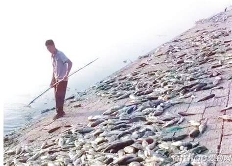 潍坊鱼死一大片村民疑水污染 专家称绿藻爆发缺氧 - 爱钓网