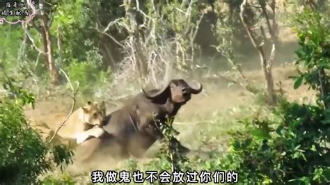 天狂必有雨，牛狂必有狮搞笑配音搞笑动物_腾讯视频