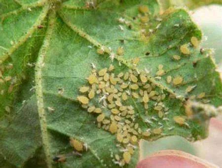 蚜虫和蚧壳虫的区别与防治 - 惠农网