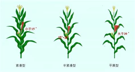 玉米怎样种植，玉米大喇叭口期需要重施肥 - 农敢网