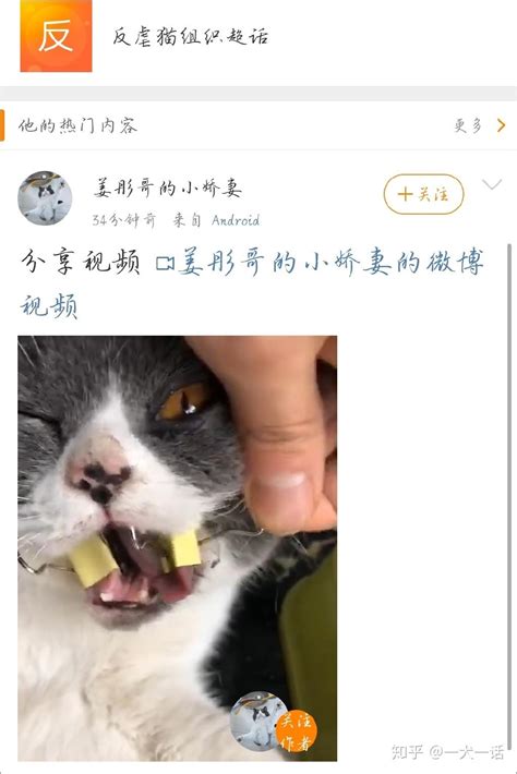 女子退猫被拒后直接把猫摔死：爸爸来买的猫，妈妈说养不了要退掉_新闻快讯_海峡网