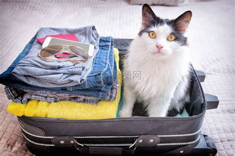 猫坐在手提箱或袋子里等待旅行随高清图片下载-正版图片502946627-摄图网