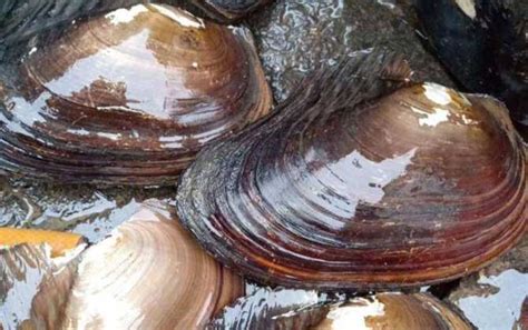 河蚌的功效与作用及禁忌,河蚌的营养价值 - 达达搜
