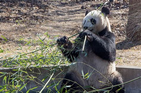 网友爆料后，官方回应旅美大熊猫美香产后疑遭虐待 | 北晚新视觉