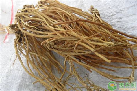 非洲安哥拉卡宾达树皮的吃法及用量禁忌|树皮|卡宾|安哥拉_新浪新闻