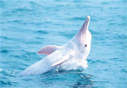 中华白海豚你真的了解吗？
