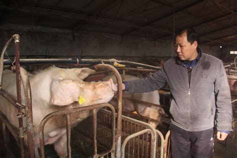 河南淮滨：欧坡养殖场母猪仔猪肥猪满圈带贫87户350人（组图）