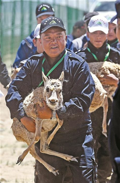 西藏拉萨河畔出现国家一级保护动物白唇鹿_长江云 - 湖北网络广播电视台官方网站