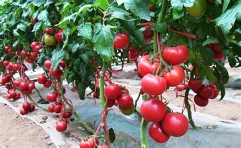 【图】如何盆栽西红柿 西红柿室内养殖方法 - 装修保障网