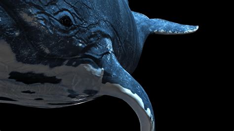 鲸鱼超宽屏（02）-alpha通道_6000X1080_高清视频素材下载(编号:3688427)_影视包装_VJ师网 www.vjshi.com
