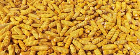 玉米种子十大品牌，玉米种子十大排行榜山东