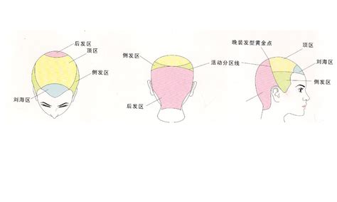 头发结构分解图,头发头顶稀疏,9的分解式图(第3页)_大山谷图库