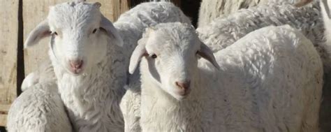 牧羊人高清图片下载-正版图片500364458-摄图网